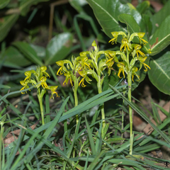 Habenaria marginata