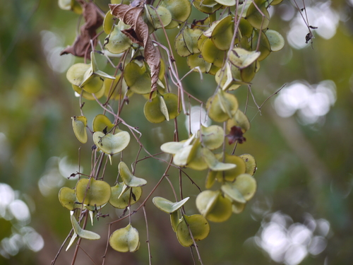 Dioscorea alata