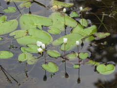Nymphoides indica