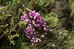 Erica mucronata