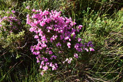 Erica mucronata