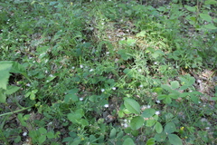Stellaria palustris