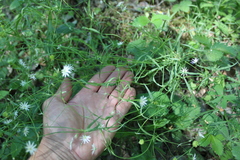 Stellaria palustris
