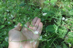 Stellaria palustris