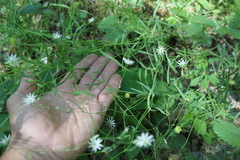 Stellaria palustris