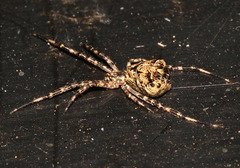 Janula bicornis