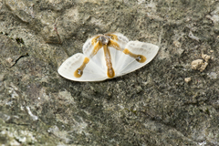 Macrocilix mysticata