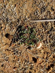 Euphorbia polycarpa polycarpa