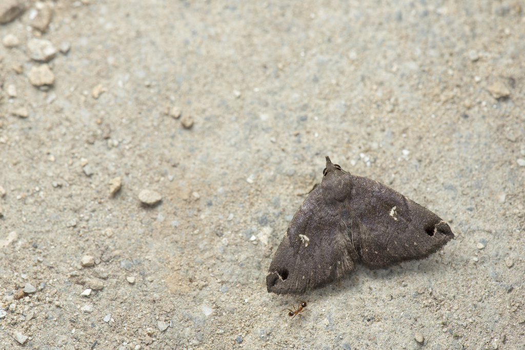 Bertula albipunctata