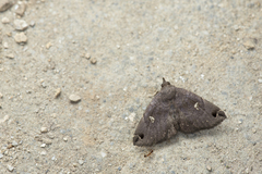 Bertula albipunctata