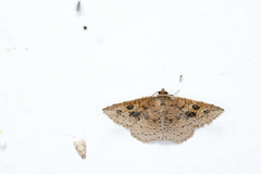 Striglina