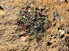 Euphorbia polycarpa polycarpa