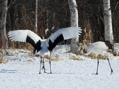 Grus japonensis