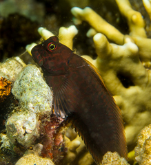 Cirripectes stigmaticus