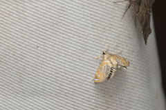 Nymphicula yoshiyasui