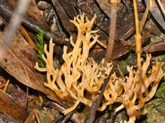 Phaeoclavulina flaccida