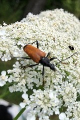 Trigonarthris atrata