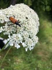 Trigonarthris atrata