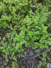 Vaccinium myrtillus