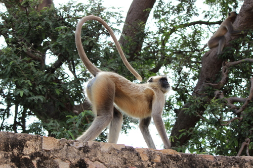Bengal Sacred Langur, photo 6 of 10