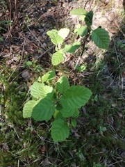 Alnus incana