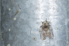 Liparopsis postalbida