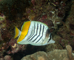 Chaetodon mertensii