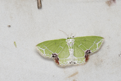 Protuliocnemis castalaria