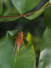 Aphonoides