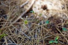Trifolium breweri