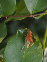 Aphonoides