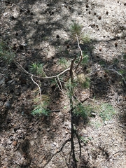 Pinus sylvestris