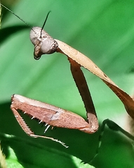 Deroplatys truncata