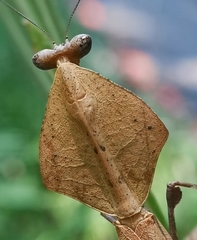 Deroplatys truncata