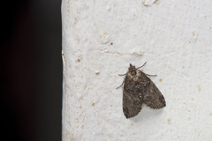 Lophoptera phaeobasis
