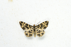 Monocerotesa abraxides