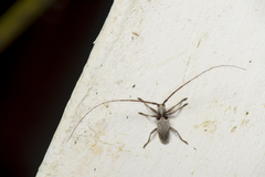 Acalolepta sublusca maculihumera