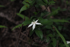 Ixoroideae