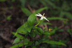 Ixoroideae