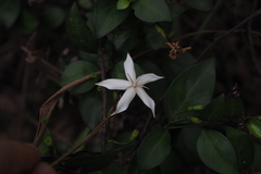Ixoroideae