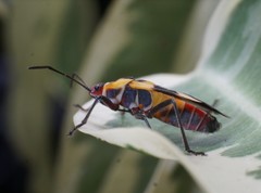 Oncopeltus cingulifer