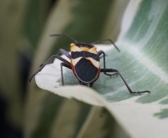 Oncopeltus cingulifer
