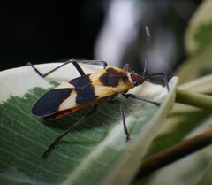 Oncopeltus cingulifer