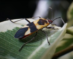 Oncopeltus cingulifer