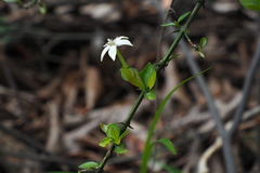 Ixoroideae