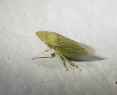 Xerophloea majesta