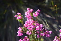 Erica mucronata