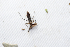 Epidaus sexspinus