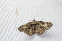 Psilalcis pulveraria