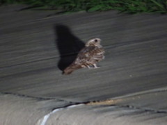 Chordeiles acutipennis